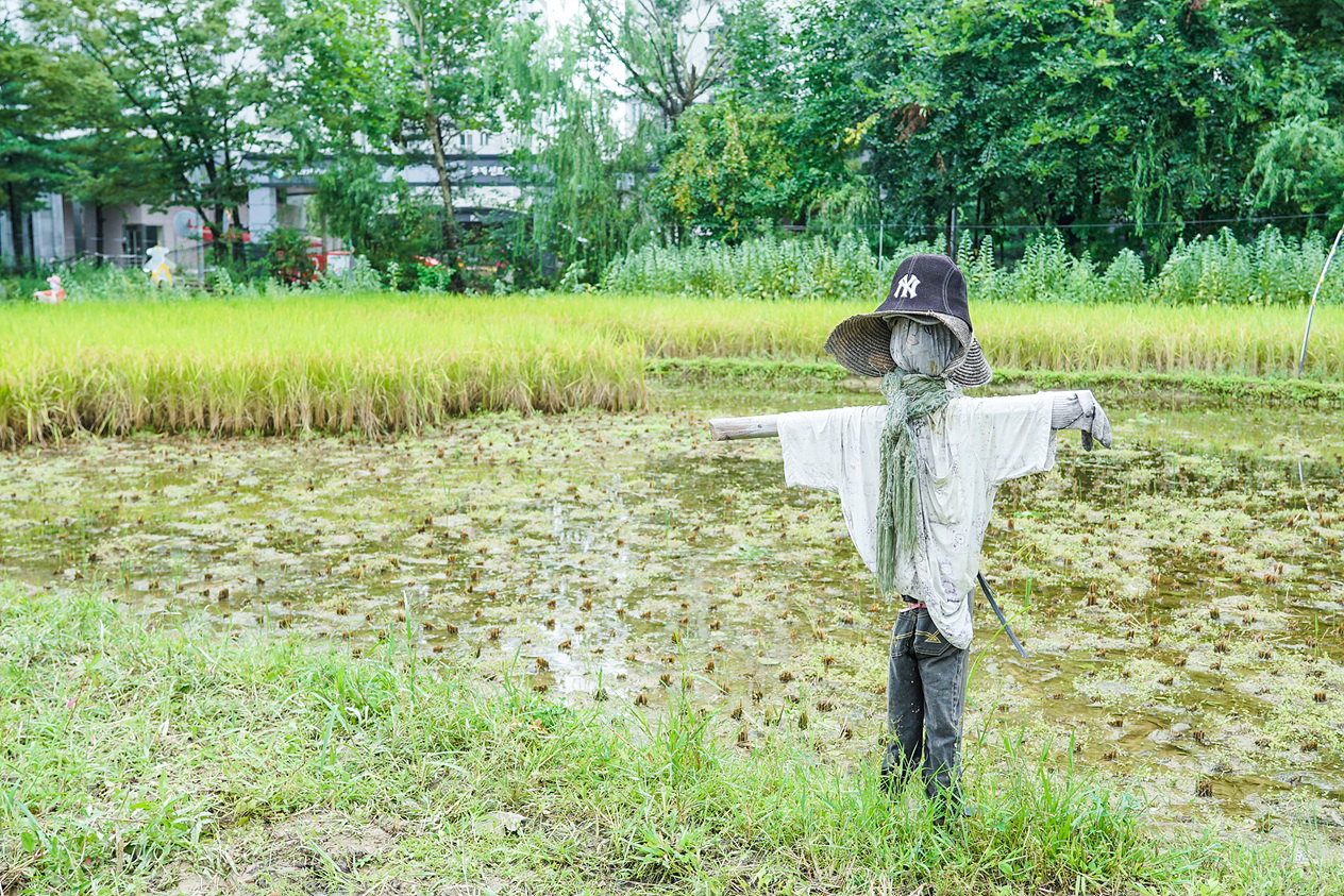 마들농요와 함께하는 벼베기 및 탈곡 체험행사 - 11