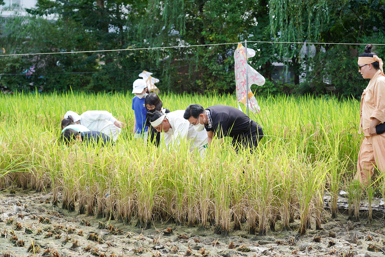 마들농요와 함께하는 벼베기 체험행사 - 12