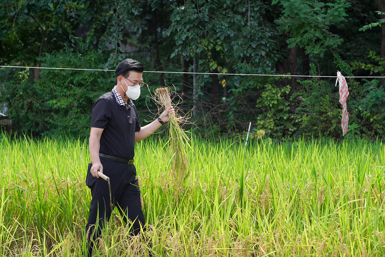 마들농요와 함께하는 벼베기 체험행사 - 15