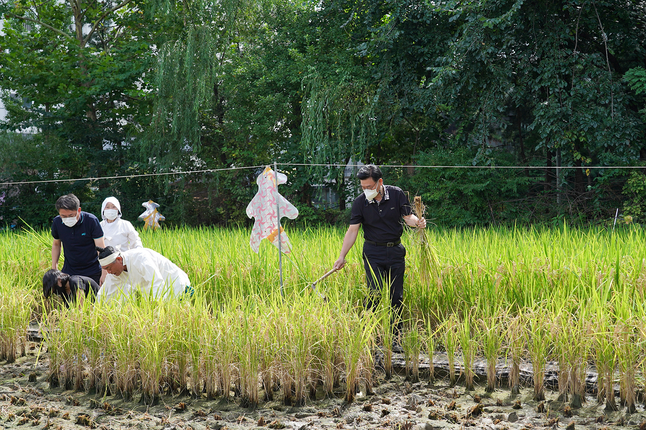 마들농요와 함께하는 벼베기 체험행사 - 14