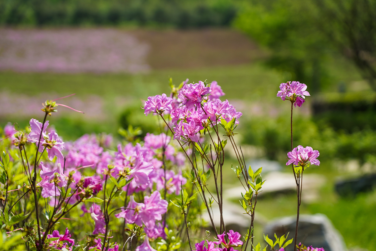 불암산 힐링타운 조성사업 주민설명회 - 6