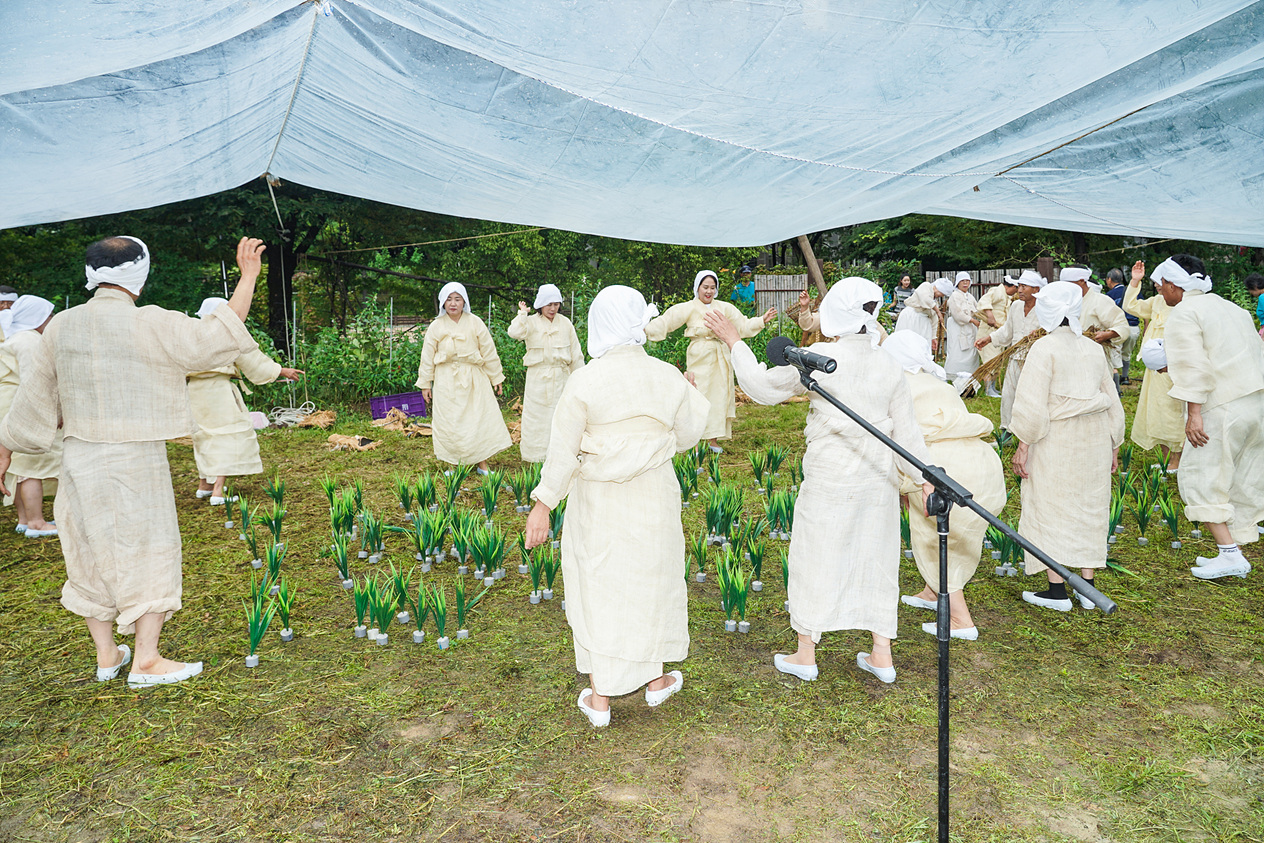 마들농요와 함께하는 벼베기 및 탈곡 체험행사 - 3